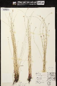 Eleocharis erythropoda image