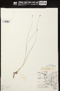 Eleocharis erythropoda image