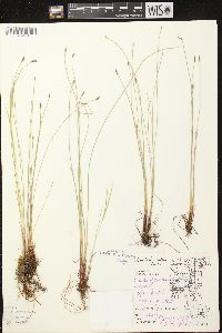 Eleocharis erythropoda image