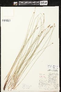 Eleocharis erythropoda image