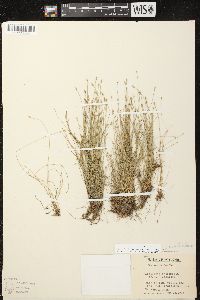 Eleocharis intermedia image