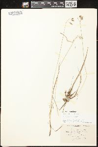 Carex magellanica image