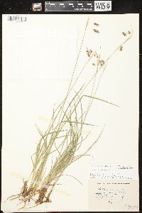 Carex magellanica image