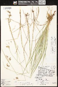 Carex magellanica image