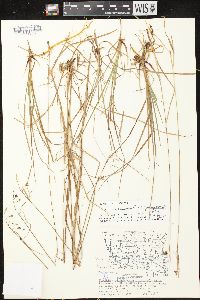 Carex magellanica image