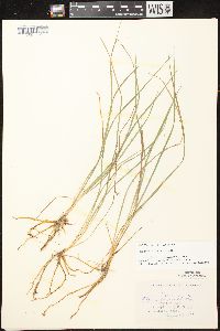 Carex magellanica image