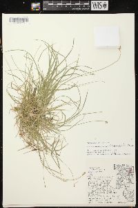 Carex peckii image