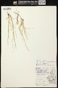 Carex peckii image