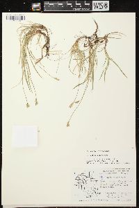 Carex peckii image