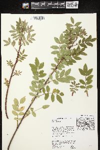 Rosa carolina subsp. carolina image