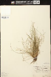 Eleocharis intermedia image