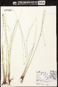 Eleocharis erythropoda image