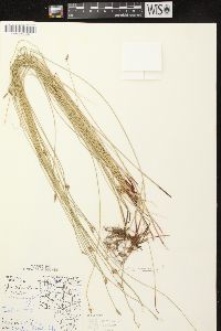 Eleocharis erythropoda image