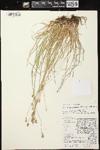 Carex peckii image