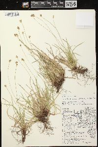 Carex peckii image