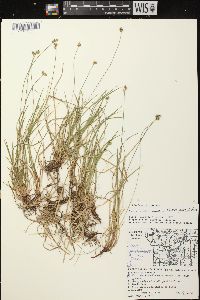 Carex peckii image