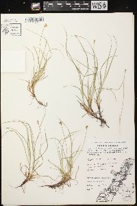 Carex peckii image