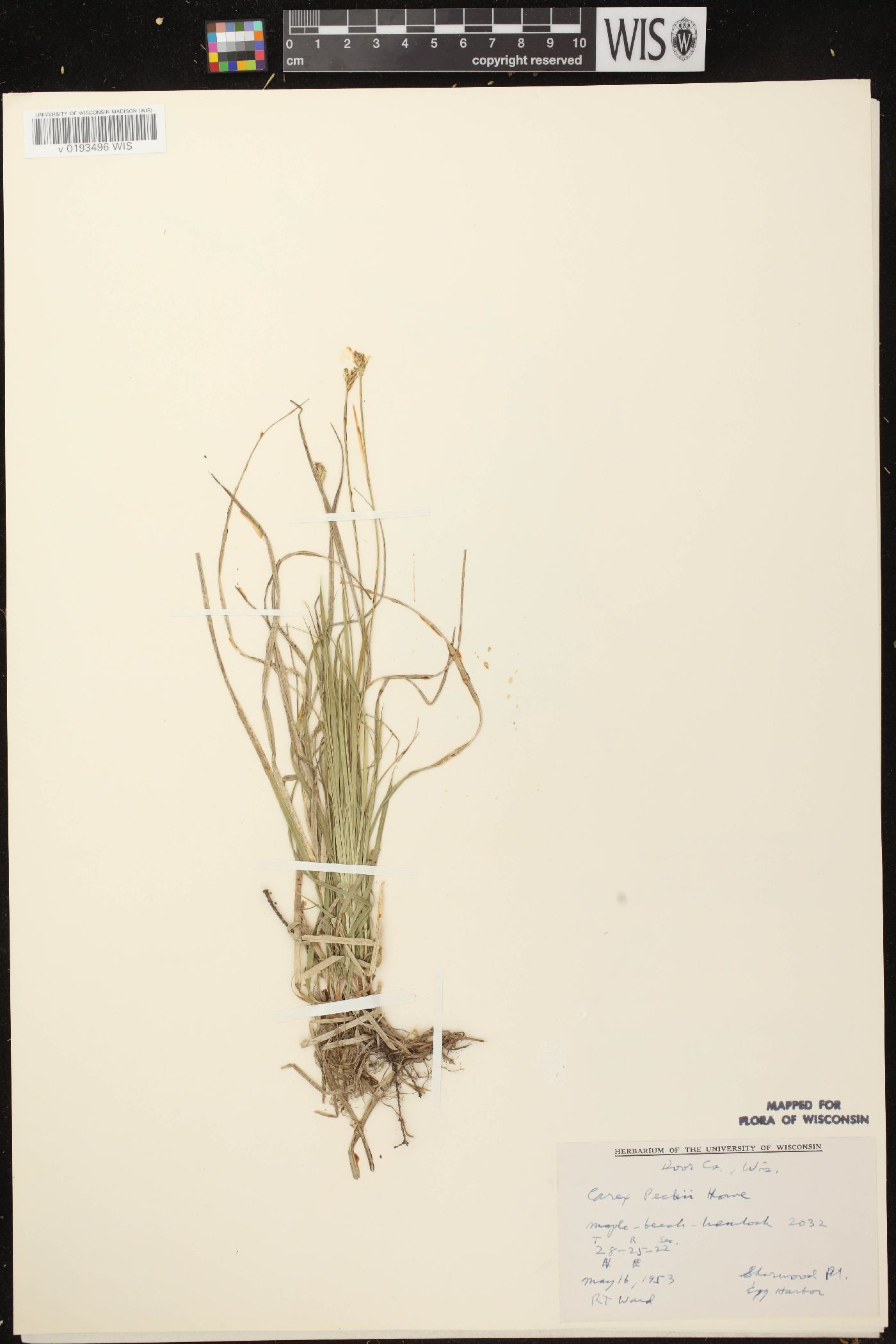 Carex peckii image