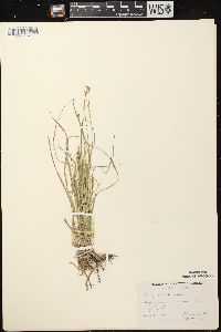 Carex peckii image