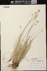 Carex peckii image