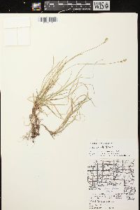 Carex peckii image