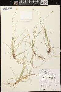 Carex peckii image