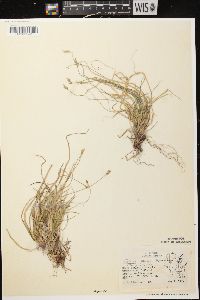 Carex peckii image