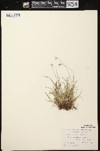 Carex peckii image