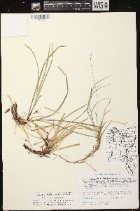 Carex peckii image