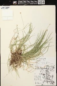 Carex peckii image