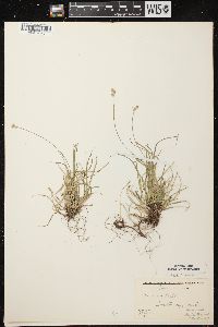 Carex peckii image