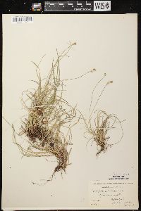 Carex peckii image