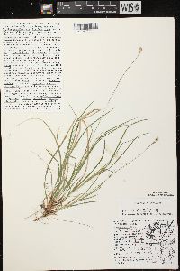 Carex peckii image