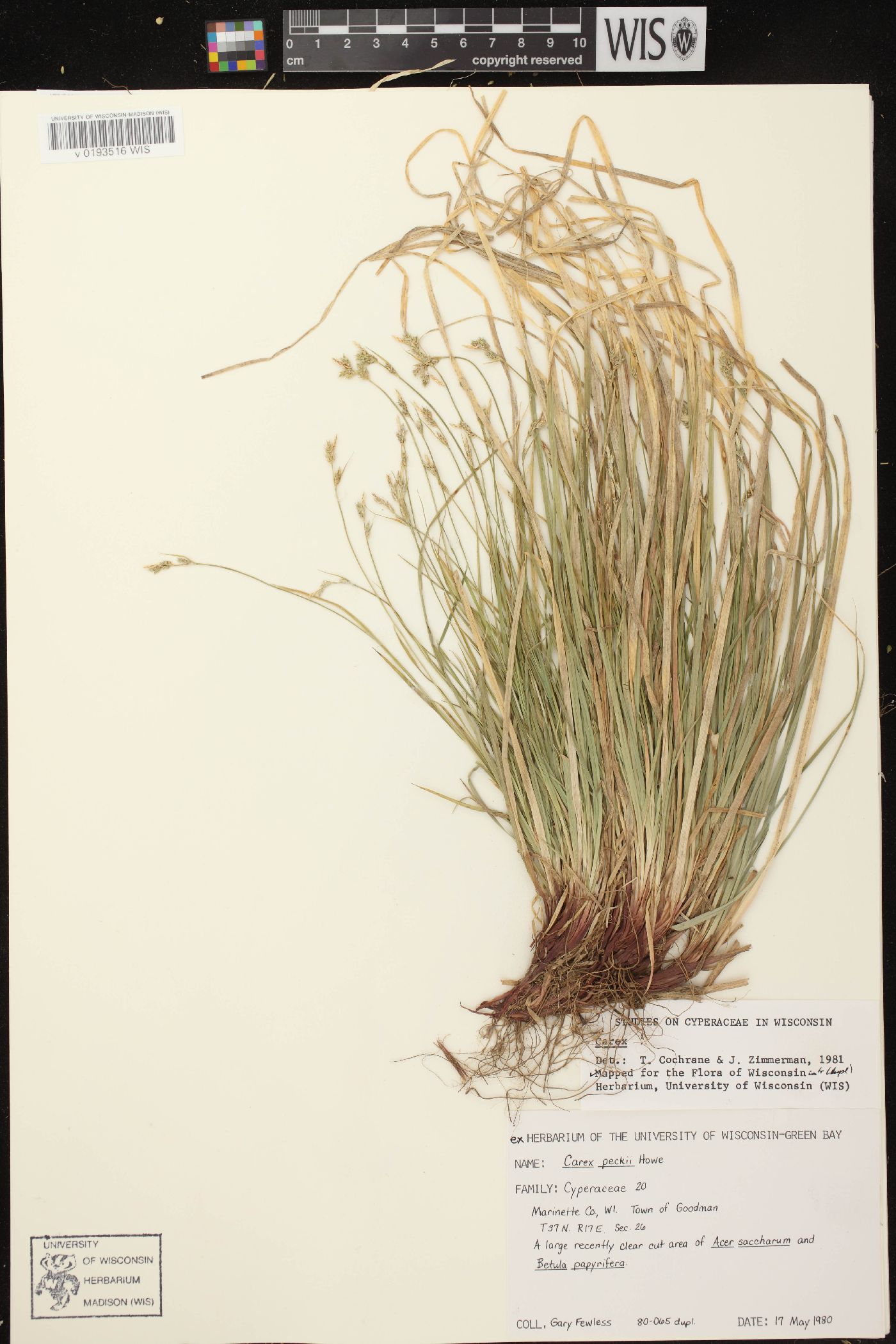 Carex peckii image