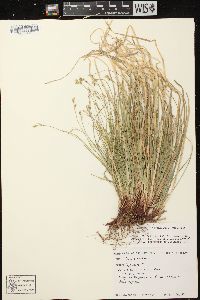 Carex peckii image