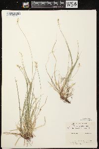 Carex peckii image