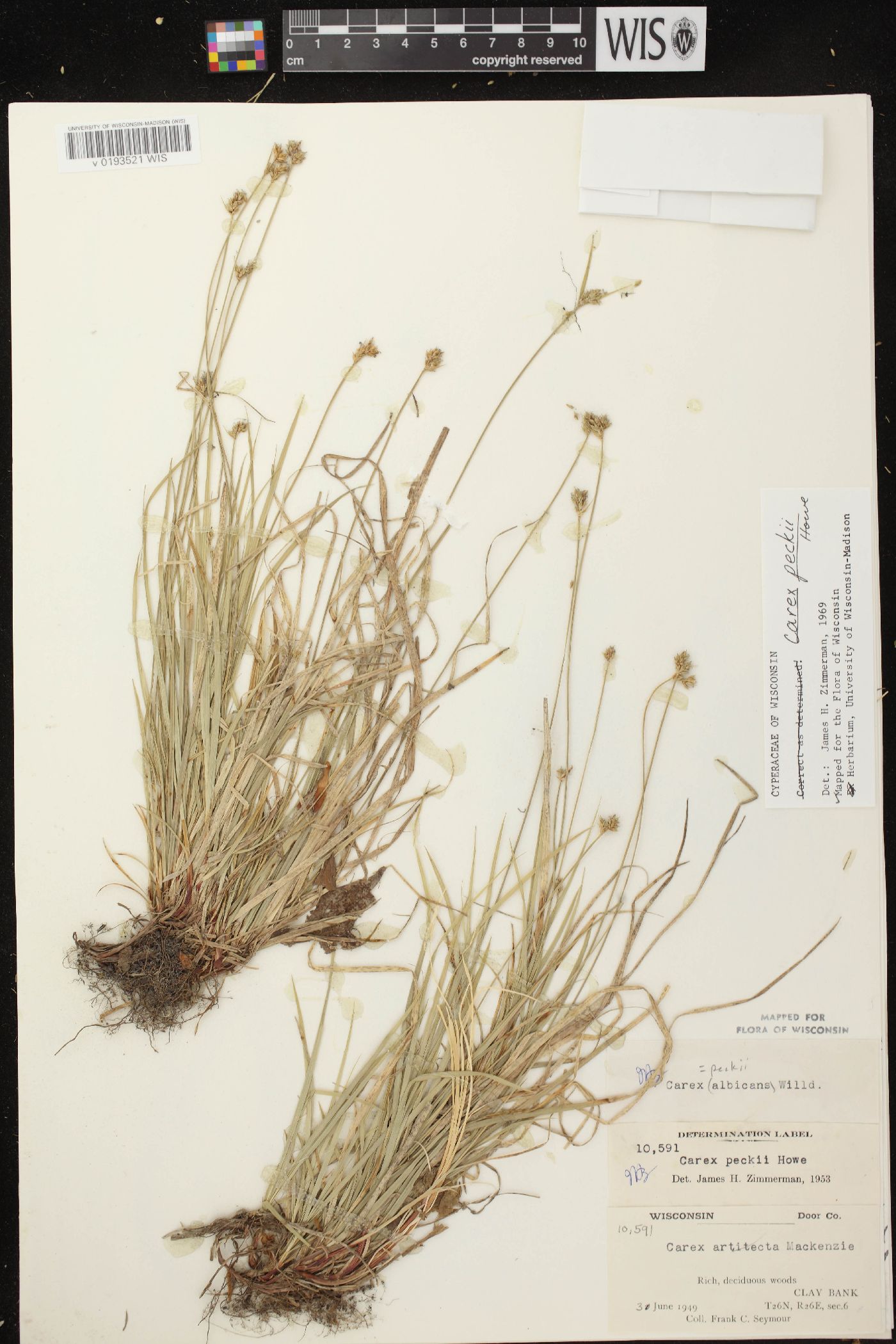 Carex peckii image