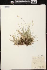 Carex peckii image