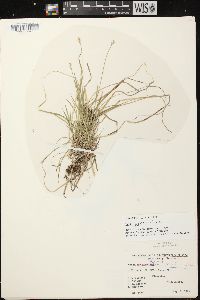 Carex peckii image