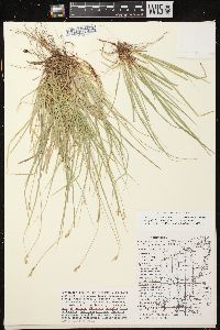 Carex peckii image