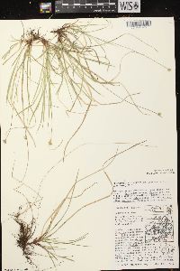 Carex peckii image