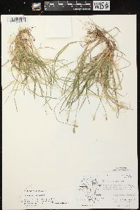 Carex peckii image