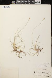 Carex peckii image