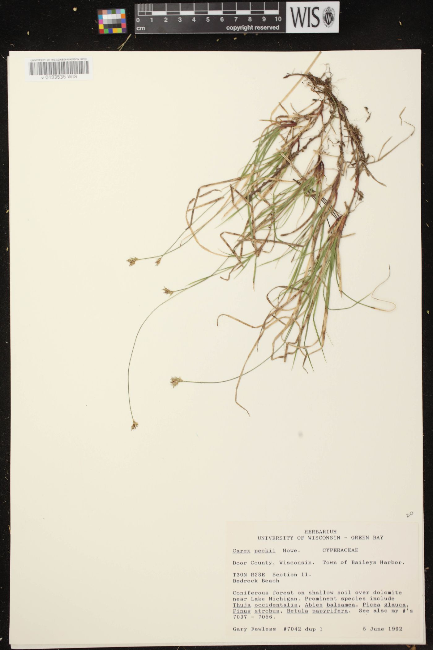 Carex peckii image