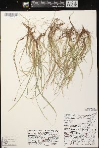 Carex peckii image