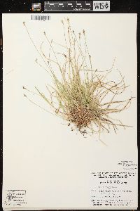 Carex peckii image