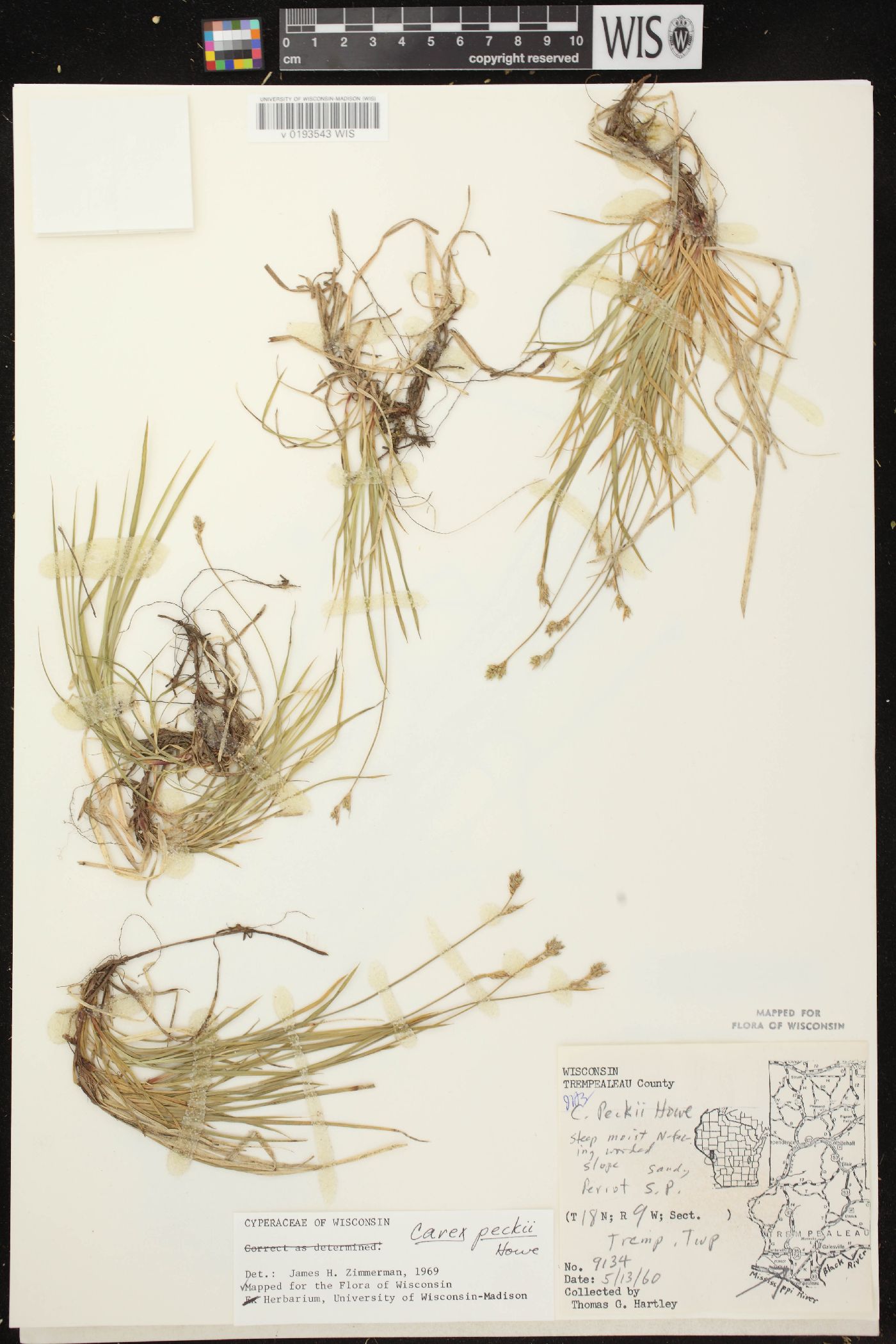 Carex peckii image