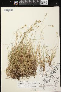 Carex peckii image