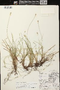 Carex peckii image