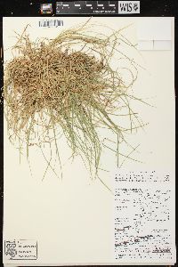 Carex peckii image